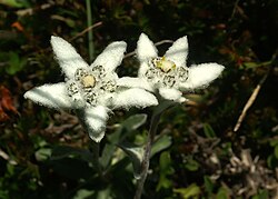 Fotografía de Leontopodium alpinum en su hábitat natural