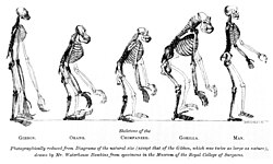 Portada de Evidence as to Man's Place in Nature de Thomas Huxley