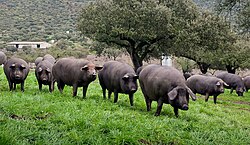 Cerdos ibéricos pastando al aire libre en un prado arbolado