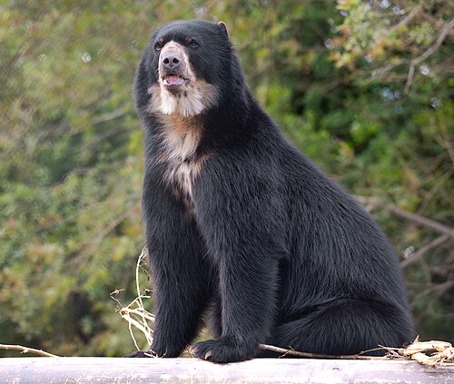 Fotografía descriptiva de un ejemplar de oso andino