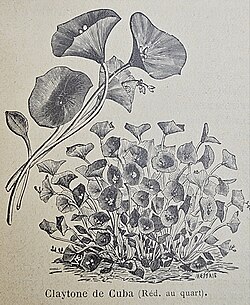 Ilustración botánica histórica de Claytonia perfoliata
