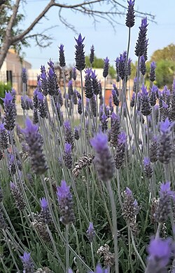 Planta de lavanda en primavera