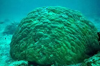 Porites lobata en Samoa Americana expuesto a fuerte oleaje