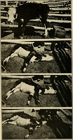 Intoxicación experimental en una vaca utilizando una planta del género Cicuta en 1915.