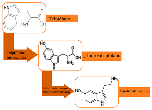 Diagrama de la síntesis de serotonina