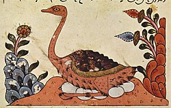 Representación de una avestruz en el Kitab al-Hayawan