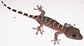 Árbol taxonómico de los lagartos