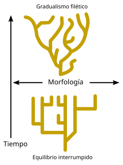 Representación esquemática de la divergencia evolutiva
