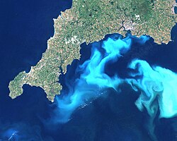 Floración oceánica masiva de Emiliania huxleyi