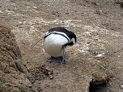 Pingüino de Humboldt acicalándose en su entorno natural