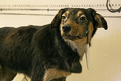 Representación de un perro asociado a los estudios conductuales sobre condicionamiento pavloviano.