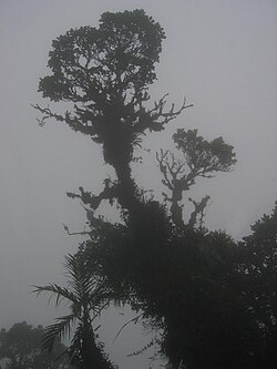 Selva panameña del Parque Internacional La Amistad