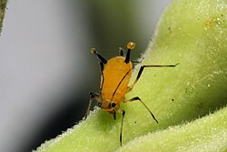Áfidos alimentándose de savia.