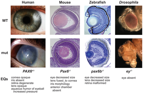 Mutaciones PAX6