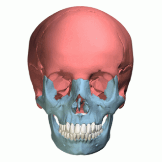 Esquema que diferencia el neurocráneo en rojo y el viscerocráneo en azul