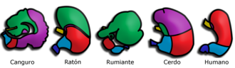 Comparación de regiones glandulares en mamíferos