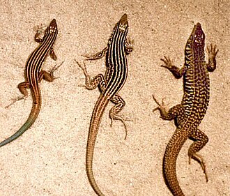 Lagartijas de la especie Cnemidophorus neomexicanus junto a otras especies emparentadas
