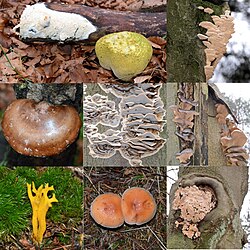 Otros tipos de setas y hongos macroscópicos silvestres.