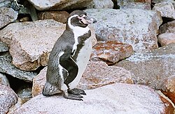 Pingüino de Humboldt