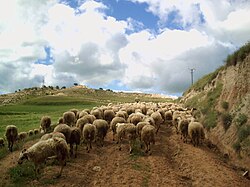 Rebaño de ovejas en un camino rural