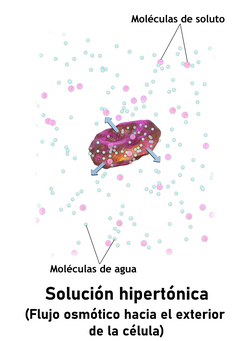 Un glóbulo rojo en una solución hipertónica