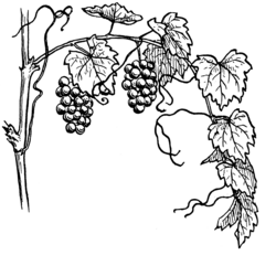 Ilustración botánica de Vitis vinifera