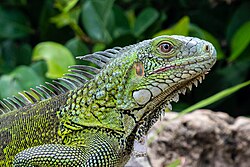 Iguana de Curazao