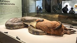 Representación gráfica de una anaconda consumiendo una capibara.