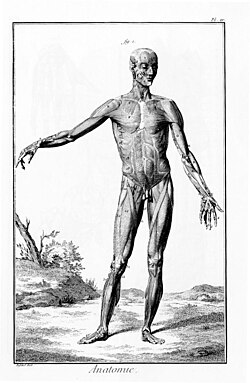 Lámina ilustrativa de anatomía incluida en la obra