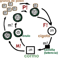 Diagrama esquemático del ciclo de vida de las espermatofitas mostrando generaciones haploides y diploides.
