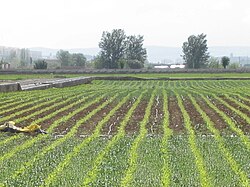 Campos de cultivo en la provincia