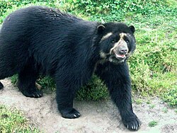 Un oso de anteojos en el parque nacional de Cutervo, Perú