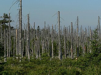 Bosque afectado por la lluvia ácida en la República Checa