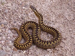 Ejemplar hembra de Vipera berus