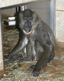 Un drill, un primate endémico de esta ecorregión