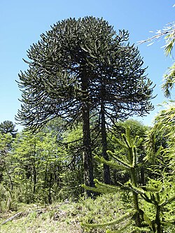 Bosque mixto en los Andes australes