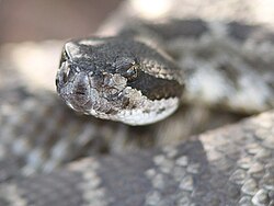 Serpiente de cascabel en su hábitat natural