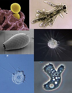 Diversos tipos de amebas representados en ilustraciones científicas.