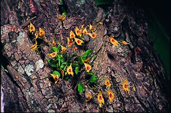 Ilustración o fotografía de la planta Lepanthes guatemalensis