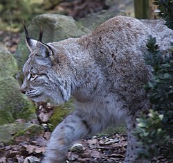 Lince al acecho en la maleza.