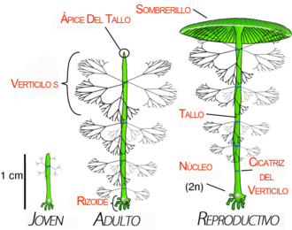 Estructura del alga Acetabularia
