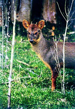 Pudú macho en la región de los Lagos