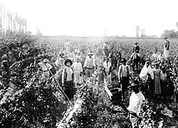 Imagen histórica de la vendimia en San Juan a mediados de la década de 1890