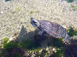 Fotografía de una tortuga verde nadando en aguas costeras.