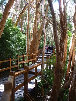 Sendero turístico elevado en el bosque