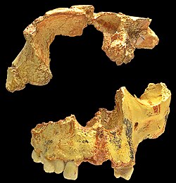 Réplica de cráneo incompleto de Homo antecessor