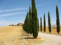 Paisaje natural en Val d'Orcia, Toscana