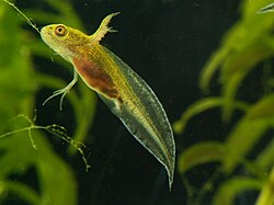 Renacuajo joven de tritón crestado