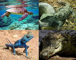 Diversidad de reptiles que incluye ejemplares como tortugas, tuátaras y cocodrilos.