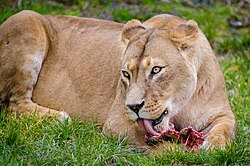 Un león alimentándose de su presa en su hábitat natural.